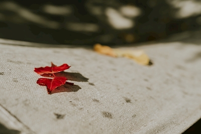De rode bladeren van de herfst