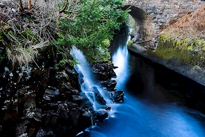 Forrest waterfall
