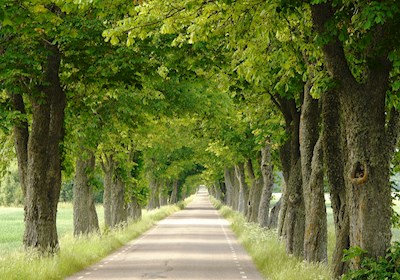 Avenue in summer