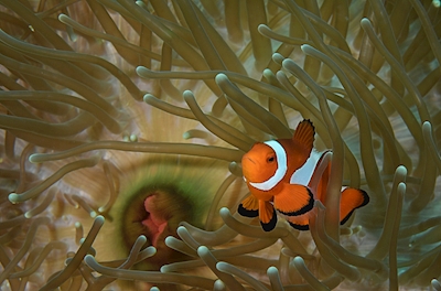 Pesce pagliaccio nel suo anemone