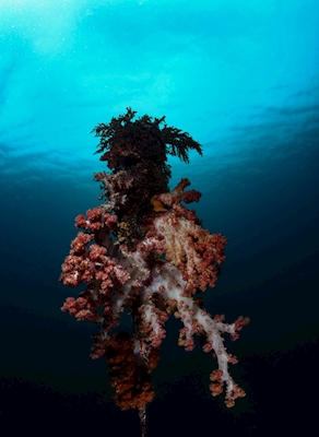 Miękki koral 