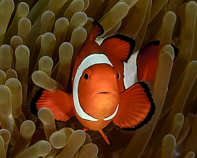 Clown fisk i sin Anemome
