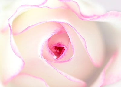 Träumende Rose
