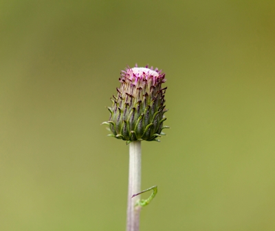 Knospende Blume
