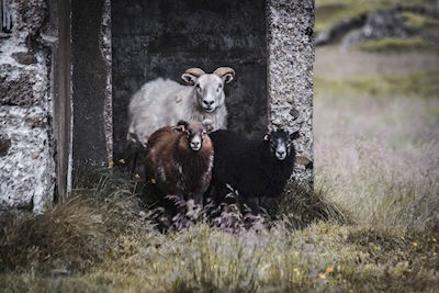 Islandske får