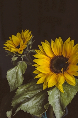 Sonnige Sonnenblumen