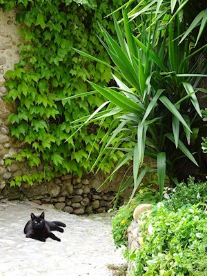 Musta kissa 