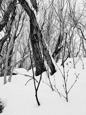 Norsk vinter skog