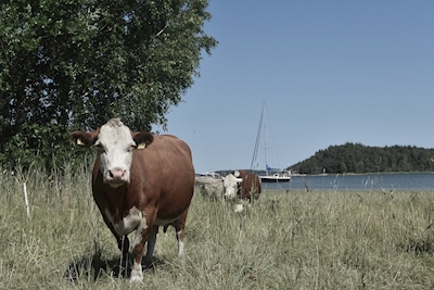 Uma vaca no arquipélago