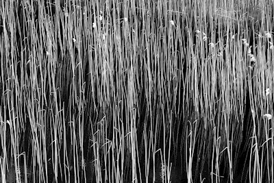 Patterns in the reed
