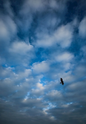 Eagle over Gotland