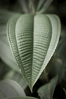 Jungle leaf
