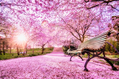 Kirschblüten im Park
