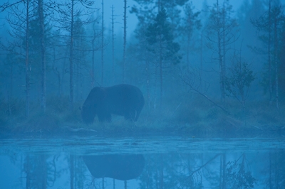 L'orso al lago