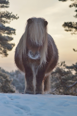De pony van de winter 