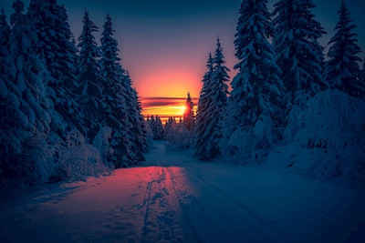 Het landschap van de winter 