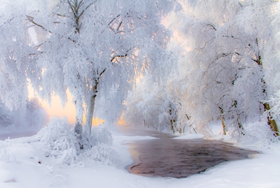 Het landschap van de winter