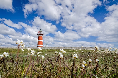 Lighthouse in summer