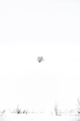 Ensamt träd