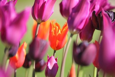 Purpelred tulips