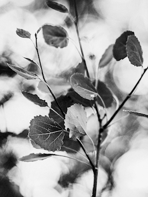 Folhas de aspen preto e branco