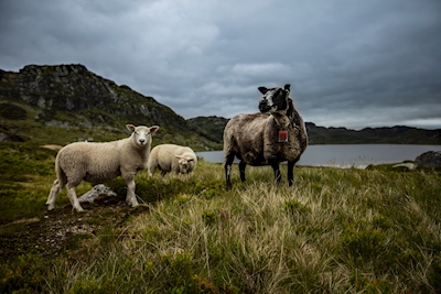 Moutons au bord du lac