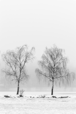 Birketræer i tåge