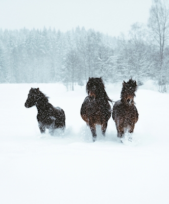 Het paard van de winter