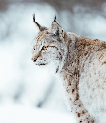 Norwegischer Lynx