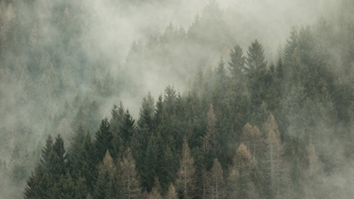 Mist over het bos