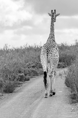 Giraff på promenad