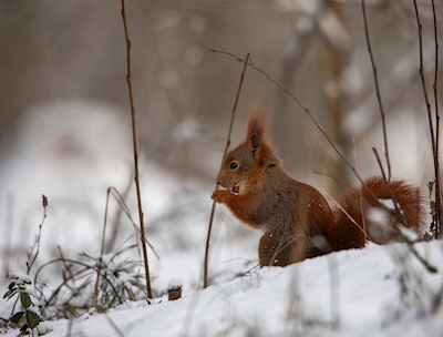 Wiewiórka w zimowym krajobrazie