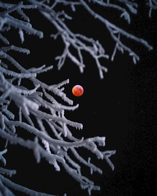 De maan van het bloed