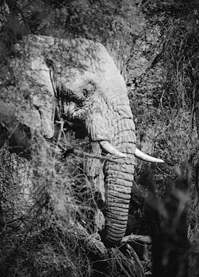 Słoń stróżujący