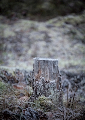 Frost stubbe