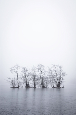 Het bosje van de boom in mist