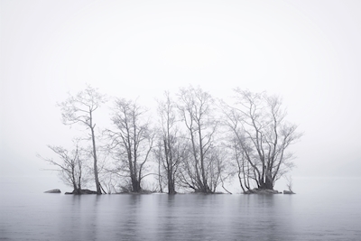 Boschetto di alberi nella nebbia 2