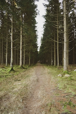 Foresta di conifere di Skedala