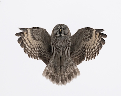 Owl -"Pose Like an Eagle!"