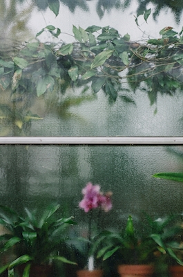 Orkidea ikkuna