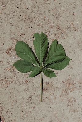 Leaf Portrait