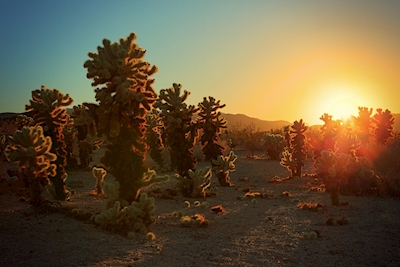 Cholla kaktus