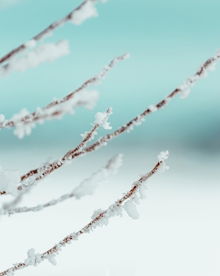 Snow covered twig