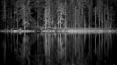 Reflection of the forest