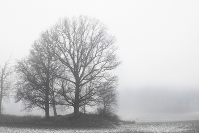 Baum im schwedischen Nebel
