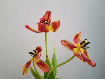 Tulipani