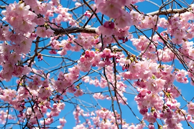 Sous les fleurs de cerisier
