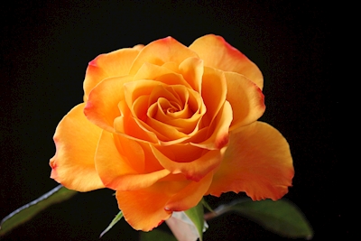 Rose orange sur fond noir