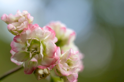 Květ jabloně Rosebud