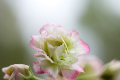 Flor de manzano Rosebud